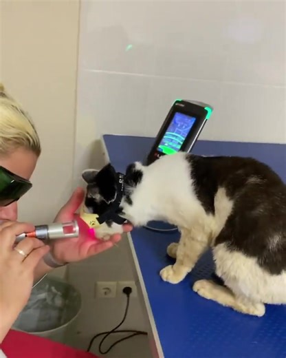 Pluto's Surgery Success and Recovery Update