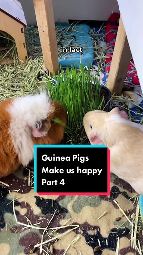 The Significance of Guinea Pig Sounds Explained