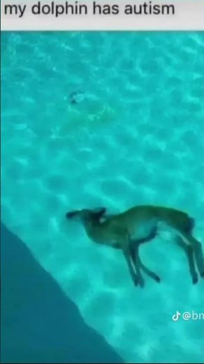 Dolphin #memes #funny