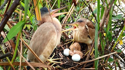 Parents Discuss Taking Care Of Babies And Eggs | Border Birds