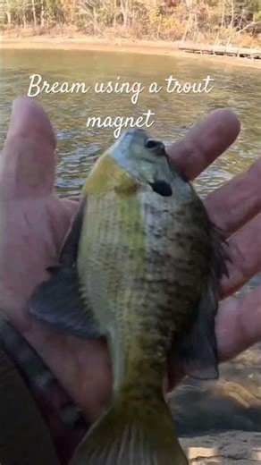 Bream using ￼ trout lure, spinner magnet #fishing #fish #bream#bass#panfishing #lake #pike #trout ￼￼