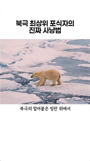The Arctic Top Predator's Real Hunting Method