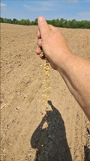 The last seeds drop #farming #plant26
