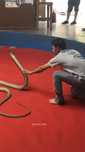 how a dead snake can bite you #shorts