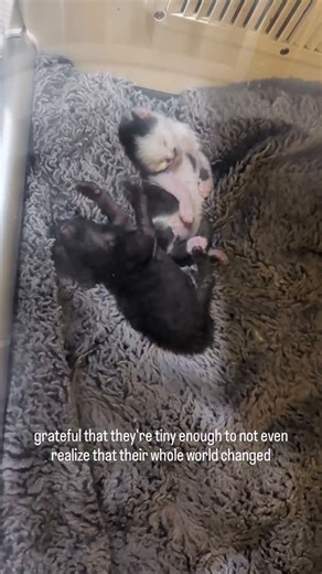 FosterBabyCats on Instagram: "🤍🖤 #BabyCats #BabyCatRescue #BottleBabyRescue #TinyButMighty #KittenFosterLife #newbornkittens #KittensOfInstagram #OrphanKittens #babyKittens #neonatalkittens #CatRescueNonprofit"