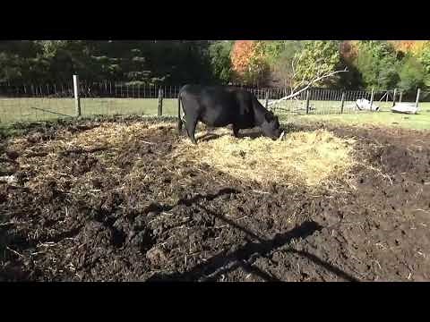 Rich Top Soil from Composting Cow Manure w/ Hay, Wood Chips in our Cattle Feeding Areas | 10/26/21