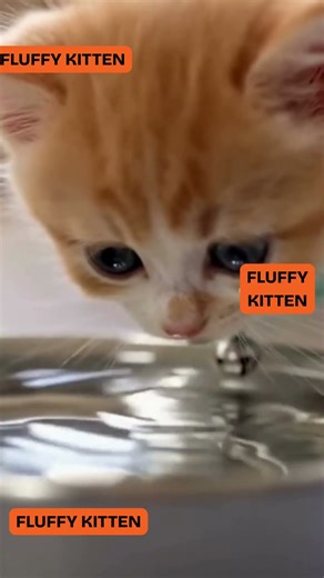 FLUFFY KITTEN #fluffy #catcute #kitten #cuteanimal