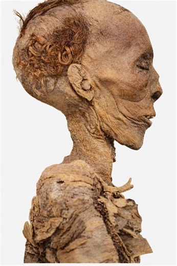 Have you ever truly gazed into the face of history? This profile view of the mummy of King Thutmose II (18th Dynasty) is more than just an archaeological image; it’s a window into an era of glory and mystery. Despite the passage of over 3,500 years, the details remain breathtaking: Mastery of Mummification: Notice the incredible preservation of facial features, the structure of the nose, and the skin—reflecting the pinnacle of mummification artistry during the New Kingdom. A Historical Link: Thu