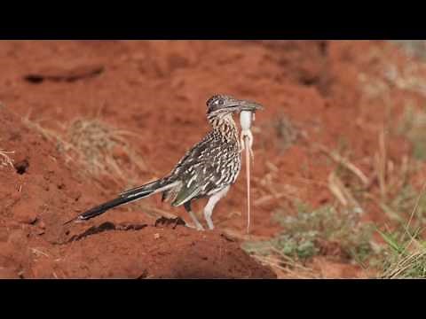 Roadrunners and Quail