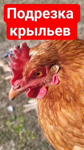 Подрезка крыльев домашней птицы. Как подрезать крылья курицы
