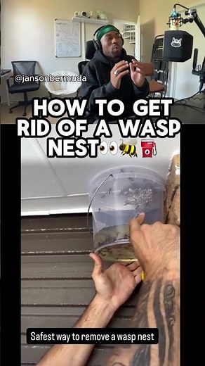 How To Get Rid of A Wasp Nest