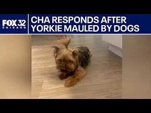 Chicago Housing Authority responds to yorkie attacked, killed by pit bulls