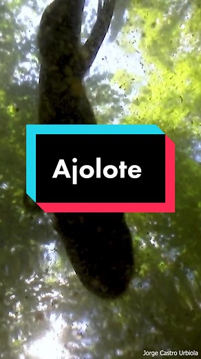 Exploring the Movement of a Snake in Dense Forest