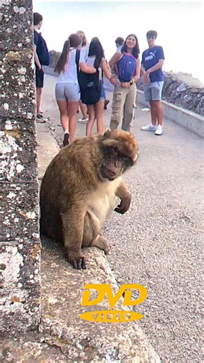 DVD Video on Instagram: "📀A DVD Video is a digital optical disc format that was the primary medium for distributing and watching movies at home from the late 1990s through the 2000s, effectively replacing the VHS tape. In simple terms, it's a disc, similar in size to a CD, designed specifically to store and play back video content on a DVD player or a computer with a DVD drive. #dvdvideo #dvd #fy #fyp #viral"