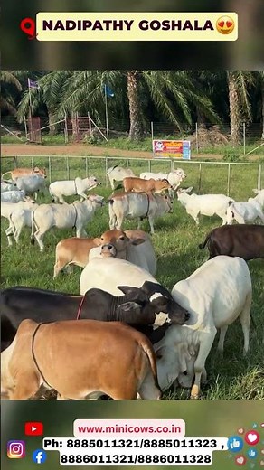 Cute Nadipathy Cows Walking Together | Rare Indian Miniature Cow Breed 🐄❤️ #viral #hindi #cow #bull