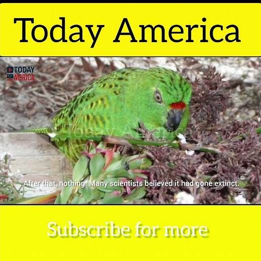 100 Years Missing: The Night Parrot Lives!