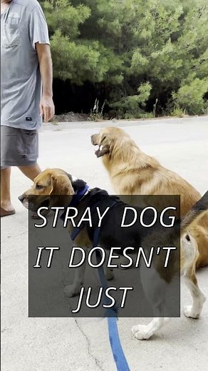 How do Self-Driving Cars "SEE" the Road? 🚘 Computer Vision Explained! #shorts