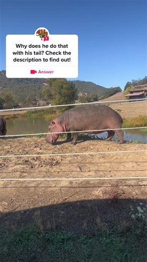 Hippo Territory Marking - Animal Behavior Revealed!