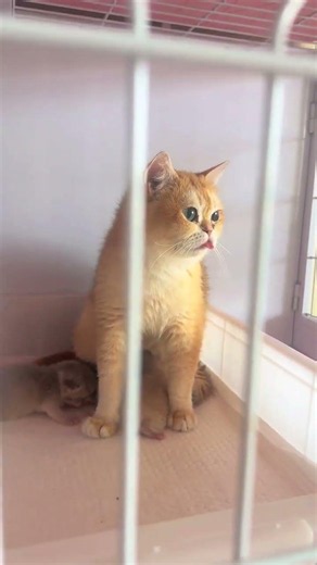 Cute Baby Kitten Playtime: Discover the Golden Tabby's Grace