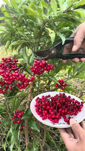 This video captures the simple joy of collecting these bright red gems from nature’s bounty!#shorts