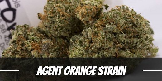 Agent Orange Cannabis Strain Information & Review