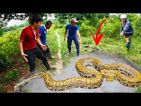 Giant Snake Hunting Prey FACING 3 EXPERT