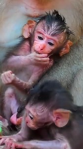 1.2K views · 36 reactions | Ep219Super Cute Monkeys Playing and Being Adorable | Monkey Video | Facebook