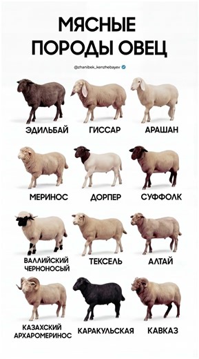 У каждой породы есть свои преимущества, темпы роста и показатели продуктивности.