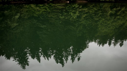 Watch: What are toxic algae blooms and why are they dangerous?