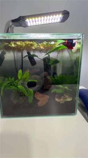 Amazing Betta Fish Rescue: Week 6 Progress from PetSmart