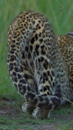 Halloween Stealthy Mode unmatched, leopards can sneak within a few meters of its prey without being noticed. #spookyseason #halloweencats #halloweenweekend #leopard #bigcats #naturelovers #porcupinetours | Porcupine Tours