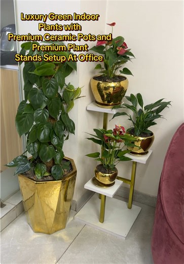 Transform Your Office with Premium Indoor Plants
