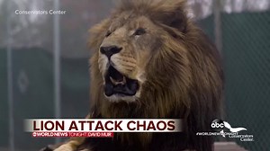LION ATTACK CHAOS: A North Carolina sheriff has revealing chaotic new details from a fatal lion attack that left a 22-year-old animal center intern dead, with workers frantically searching for tranquilizers, the animal roaming freely and new questions about whether more could have been done to save her life. Stephanie Ramos reports. https://abcn.ws/2F5a9I0 | ABC World News Tonight with David Muir