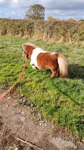 Today's walkies. 😁 | Arya the Dwarf Pony