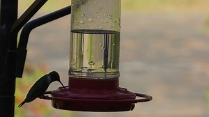 Watch Ruby-throated Hummingbird Enjoying First Nature 3051 Feeder on Amazon Live
