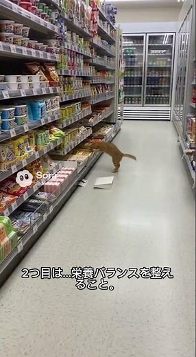「実は白血球を守る生活習慣がある｜現役看護師が解説」