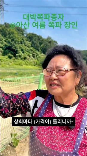 대박쪽파종자_아산 쪽파 농가 인터뷰(5)_쪽파 시세 잘 받는 노하우 공개드립니다.#대박쪽파종자 #대박쪽파 #쪽파종구 #쪽파농사 #쪽파종자