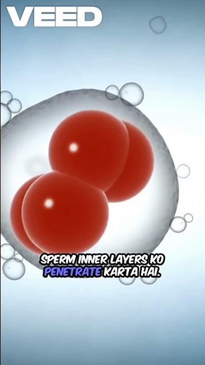 “Human Reproduction: Process of Fertilisation Explained in 1 Minute | Class 12 Biology”