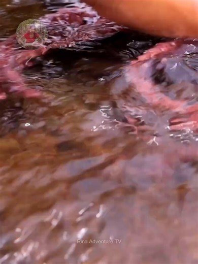 Primitive Cooking Octopus Arm with Wild Herbs Part 1 #cooking #food #recipe #fblifestyle | Rina Adventure TV