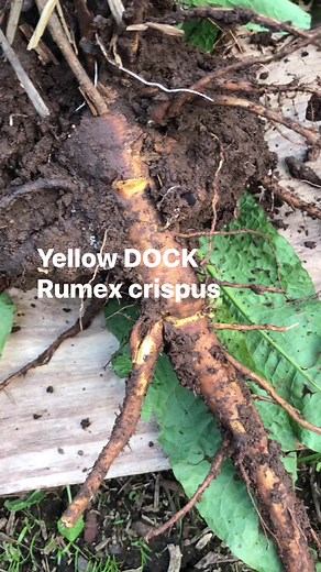 YELLOW DOCK (Rumex crispus) CURLY DOCK #gardening #foraging #survival #traditionalmedicine #skincare | Prepper Kiwi
