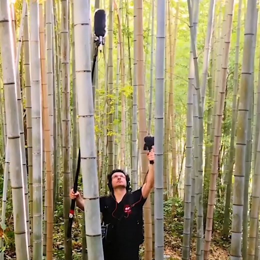 🍃 Sagano Bamboo Forest in Kyoto 📷 instagr.am/mjeliamusic #bamboo #sagano #forest #japan #soundrecording #wind #fieldrecording | Avid