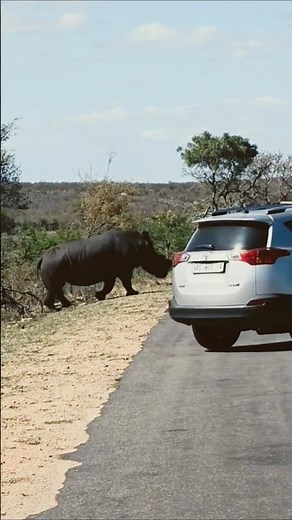 Kruger National Park 🦁 | Wild Safari Experience in South Africa