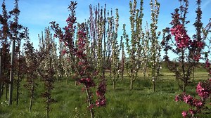 View of Columnar Apple Trees - a Space-saving Variety Stock Footage - Video of panorama, season: 318143298