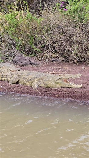 Meet the giants of Lake Chamo 🐊 Lake Chamo, in Ethiopia’s Rift Valley, is home to some of Africa’s largest Nile crocodiles, reaching over 6 meters long! A true wildlife paradise in Arba Minch. #Ethiopia #LandOfOrigins #VisitEthiopia #Arbaminch #omovalleyguideethiopia #goethiopiatours #travelblogger #travelgram | Solomon Gezu