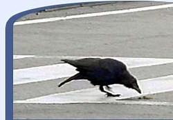 Crows, Nuts and Cars