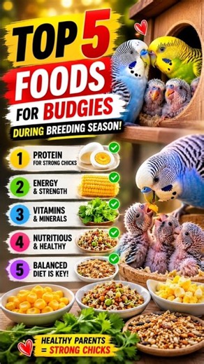 5 BEST Foods for Budgies During Breeding Season 🥚🦜 | Feed Your Budgies Right!