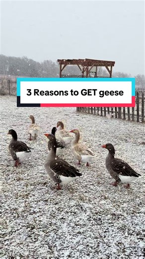3 Compelling Reasons to Get Geese for Your Homestead