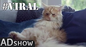 Half cat half dog: Epic transformation