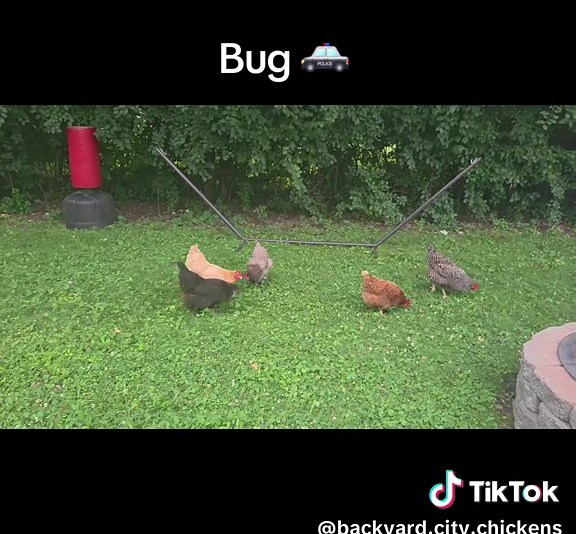 Exploring Free Range Chickens in Your Backyard