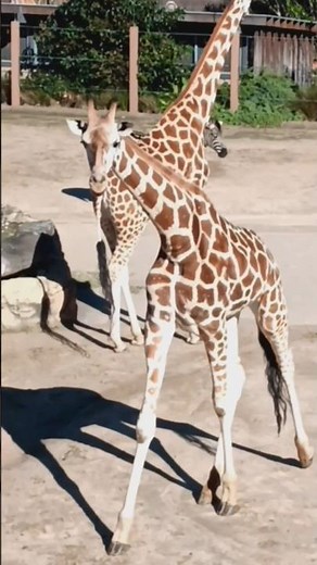 Giraffe sound #shorts #giraffe #subscribe